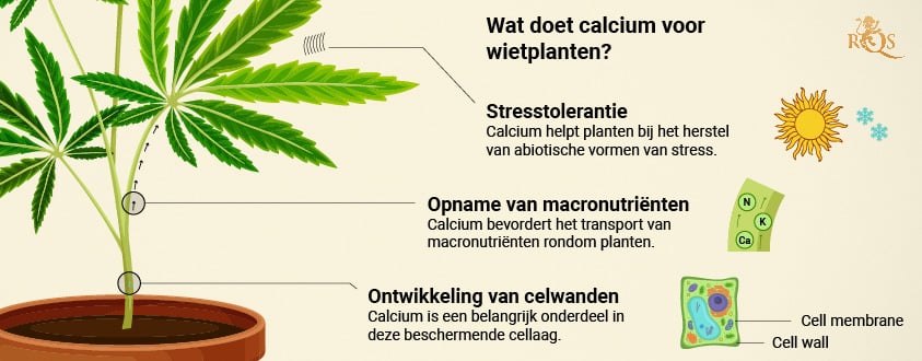 Calcium benefits for Cannabis plant