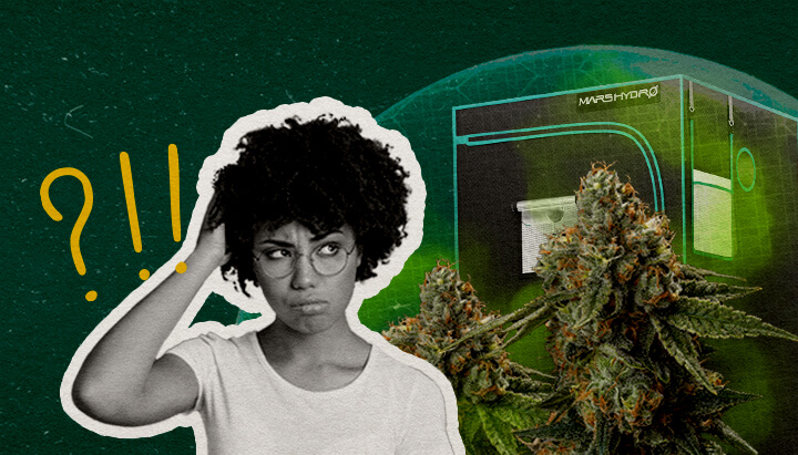 Een illustratie van cannabisbloemen met een growtent en een verwarde vrouw, tegen een groene achtergrond, die zich afvraagt of een growtent echt geurdicht kan zijn.