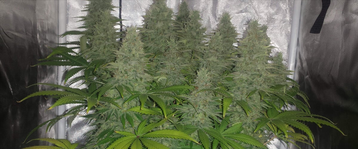 Close-up van een binnenkweek van Candy Kush in volle bloei, met grote toppen bedekt met trichomen, omringd door groene en vergeelde bladeren onder kunstlicht.