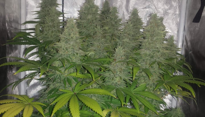 Close-up van een binnenkweek van Candy Kush in volle bloei, met grote toppen bedekt met trichomen, omringd door groene en vergeelde bladeren onder kunstlicht.