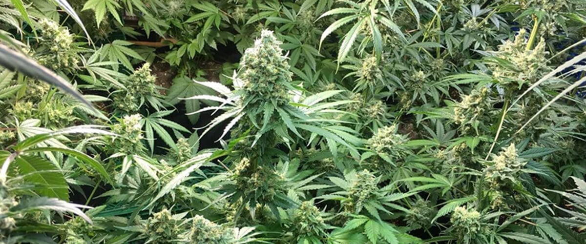 Binnenkweek van Candy Kush Express cannabisplanten met dichte, met hars bedekte toppen omringd door weelderig groene bladeren.