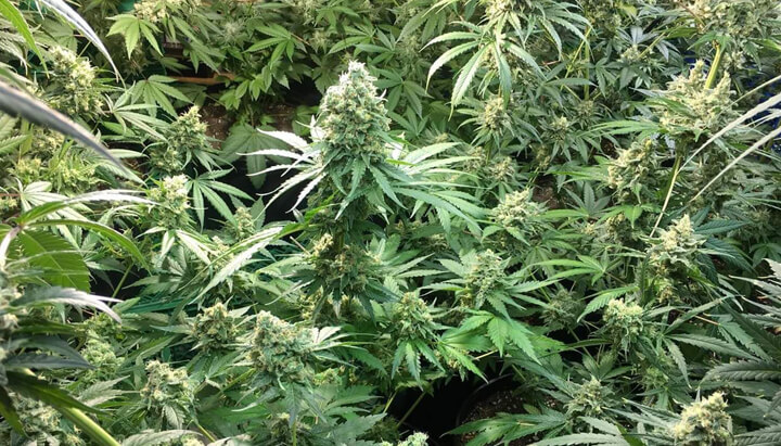 Binnenkweek van Candy Kush Express cannabisplanten met dichte, met hars bedekte toppen omringd door weelderig groene bladeren.