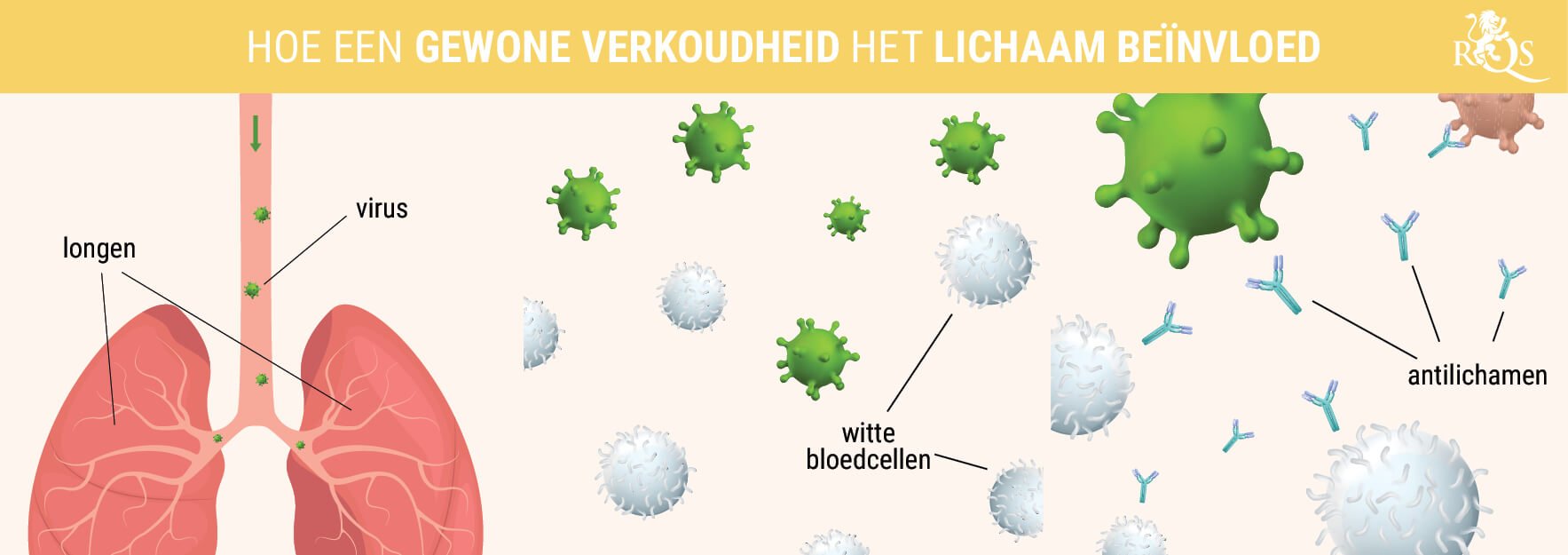 Hoe Beïnvloedt een Verkoudheid het Lichaam?