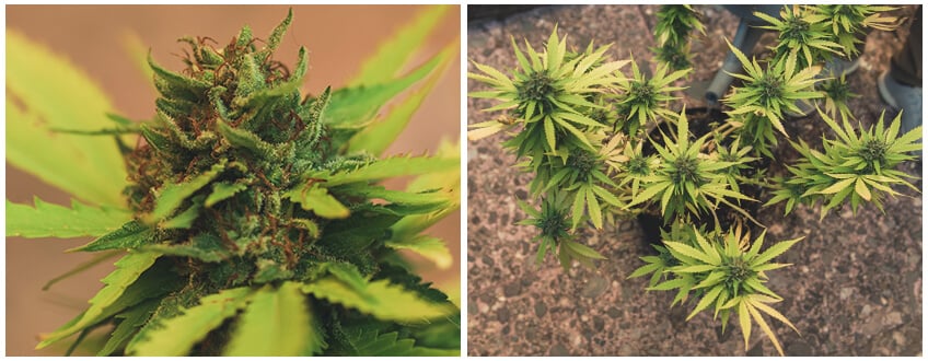 Cannabisplanten klaar om te oogsten en wortels te wassen