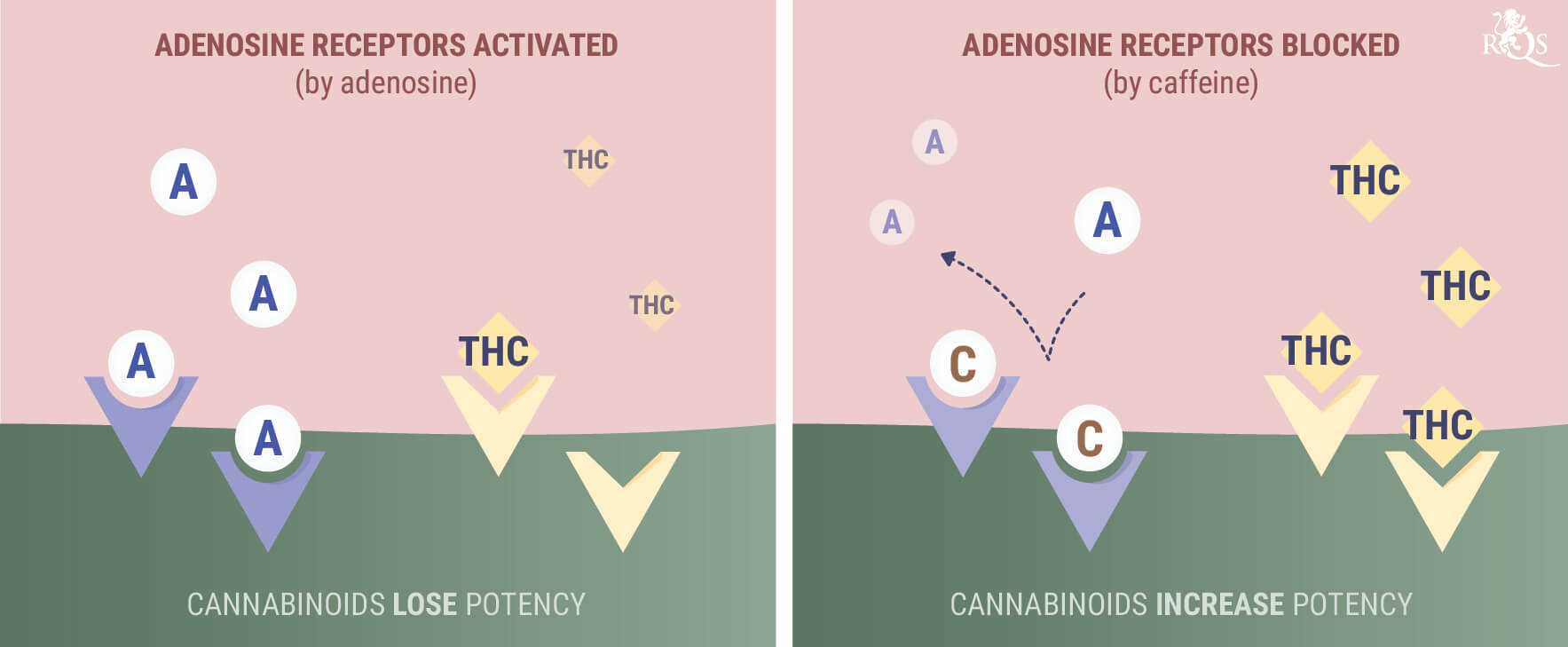 Wat Gebeurt Er als Je Wiet of CBD met Cafeïne Combineert? Wat Gebeurt Er als Je Wiet of CBD met Cafeïne Combineert?