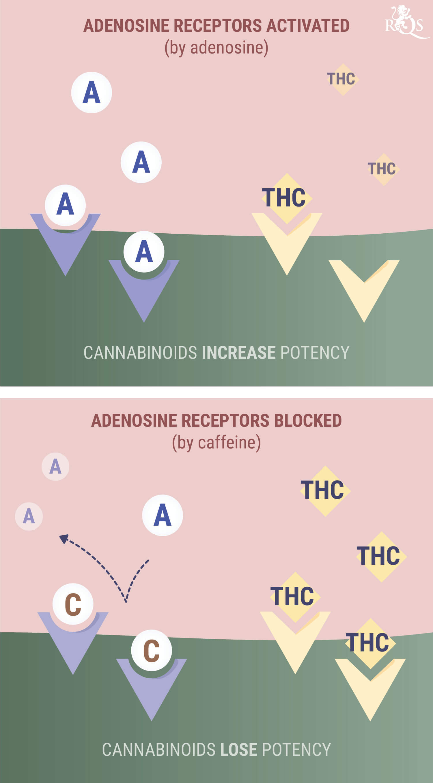 Wat Gebeurt Er als Je Wiet of CBD met Cafeïne Combineert? Wat Gebeurt Er als Je Wiet of CBD met Cafeïne Combineert?