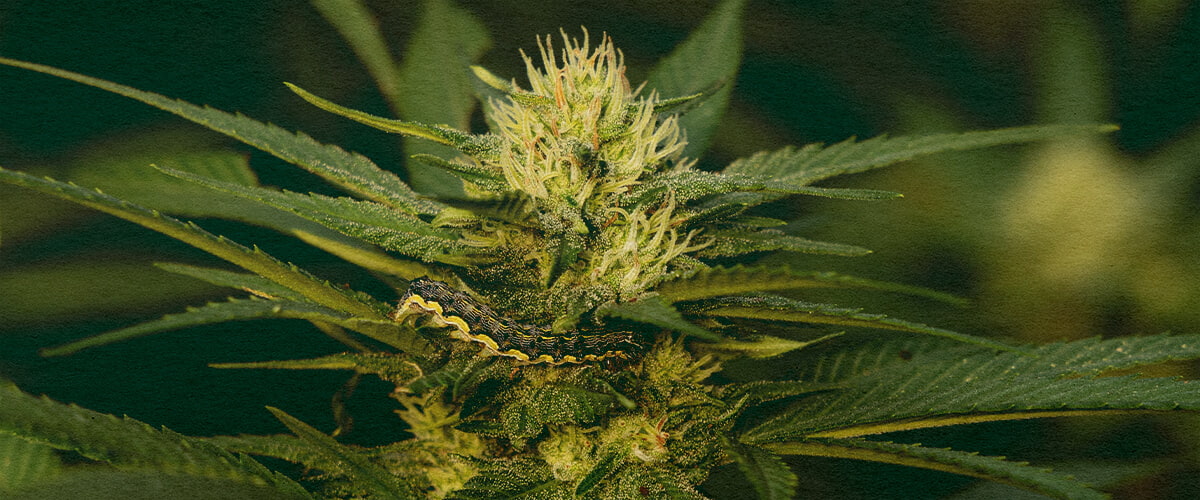 Leer Rupsen Verwijderen van Cannabisplanten met Deze Gedetailleerde Blad Close-Up Close-up van een cannabisplant met groene bladeren die schade door rupsen tonen op een donkergroene achtergrond, handig voor handleidingen over het verwijderen van plagen van cannabisplanten.