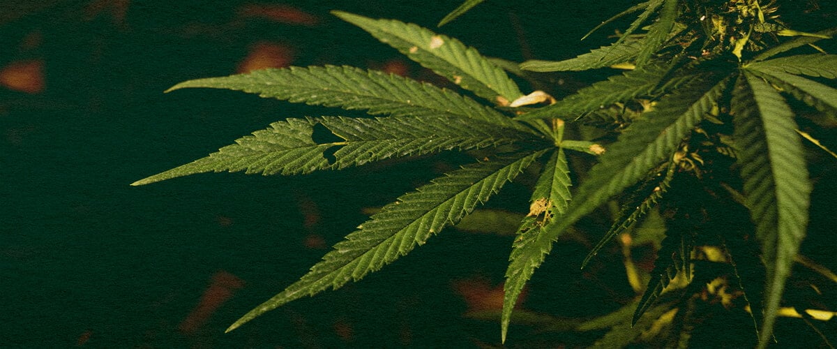 Leer of Rupsen Je Cannabisplanten Kunnen Doden met Deze Gedetailleerde Close-Up Close-up van een cannabisplant met groene bladeren en zichtbare schade door rupsen op een donkergroene achtergrond, die potentiële plaagbedreigingen voor de cannabisgroei benadrukt.