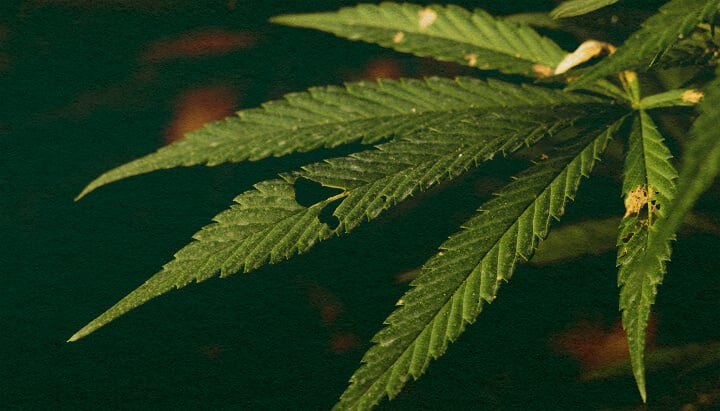 Leer of Rupsen Je Cannabisplanten Kunnen Doden met Deze Gedetailleerde Close-Up Close-up van een cannabisplant met groene bladeren en zichtbare schade door rupsen op een donkergroene achtergrond, die potentiële plaagbedreigingen voor de cannabisgroei benadrukt.