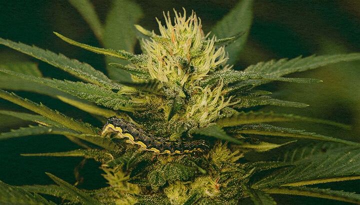 Leer Rupsen Verwijderen van Cannabisplanten met Deze Gedetailleerde Blad Close-Up Close-up van een cannabisplant met groene bladeren die schade door rupsen tonen op een donkergroene achtergrond, handig voor handleidingen over het verwijderen van plagen van cannabisplanten.