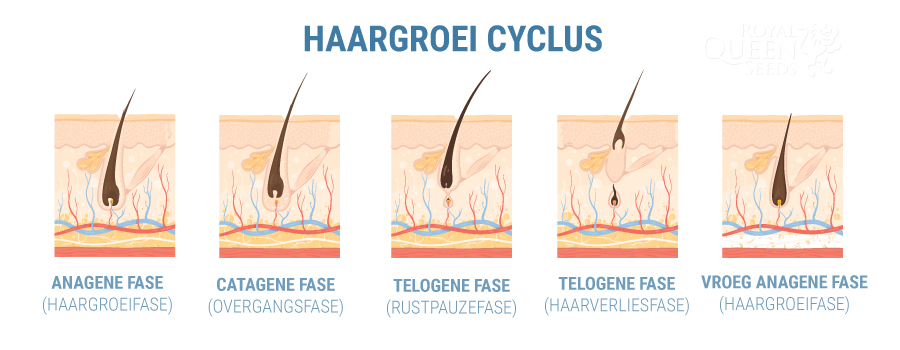 HELPT CBD BIJ HAARVERLIES?