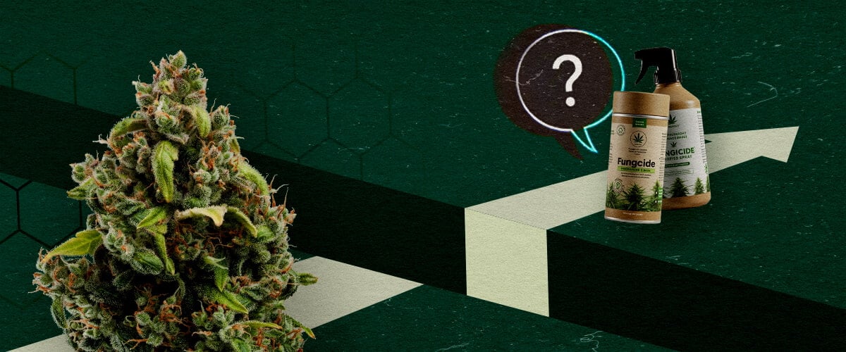 Een cannabisknop en biologische fungicideproducten naast een vraagteken en een opwaartse pijl, die het potentieel en de uitdagingen van fungiciden op basis van cannabis vertegenwoordigen.
