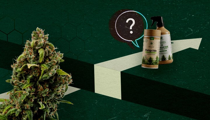 Een cannabisknop en biologische fungicideproducten naast een vraagteken en een opwaartse pijl, die het potentieel en de uitdagingen van fungiciden op basis van cannabis vertegenwoordigen.