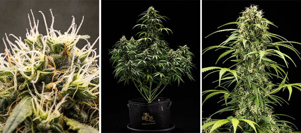 Cherry Pie Automatic grow guide: bloeifase Cherry Pie Automatic grow guide: bloeifase (week 7 & 8)