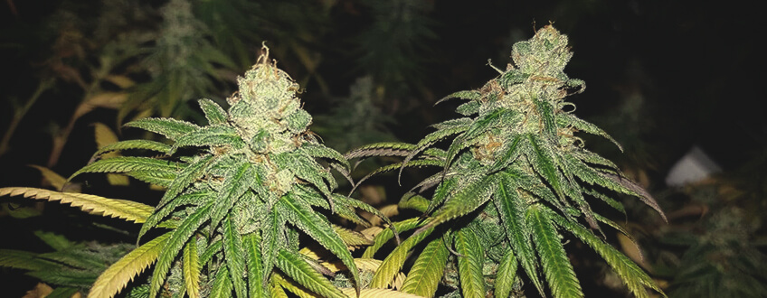 Chocolate Haze Royal Queen Seeds Chocolate Haze Royal Queen Seeds