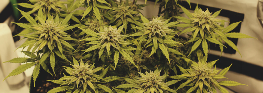 Chocolate Haze