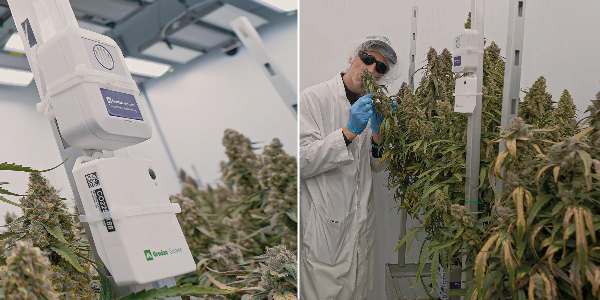 Cannabisplanten in bloei onder gecontroleerde binnenverlichting, met dichte harsrijke cola’s naast klimaatsensoren die worden gebruikt om temperatuur, luchtvochtigheid, CO₂ en crop steering-omstandigheden te monitoren.