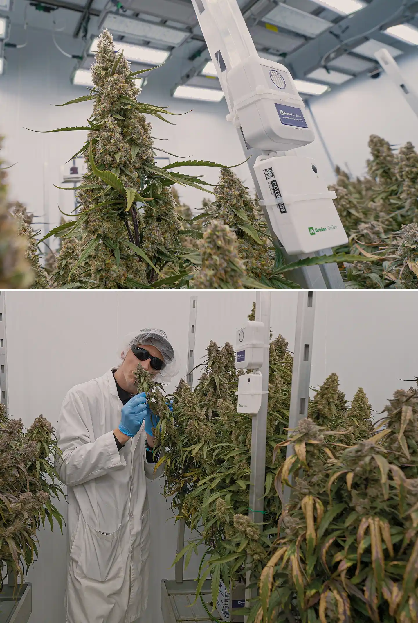 Cannabisplanten in bloei onder gecontroleerde binnenverlichting, met dichte harsrijke cola’s naast klimaatsensoren die worden gebruikt om temperatuur, luchtvochtigheid, CO₂ en crop steering-omstandigheden te monitoren.