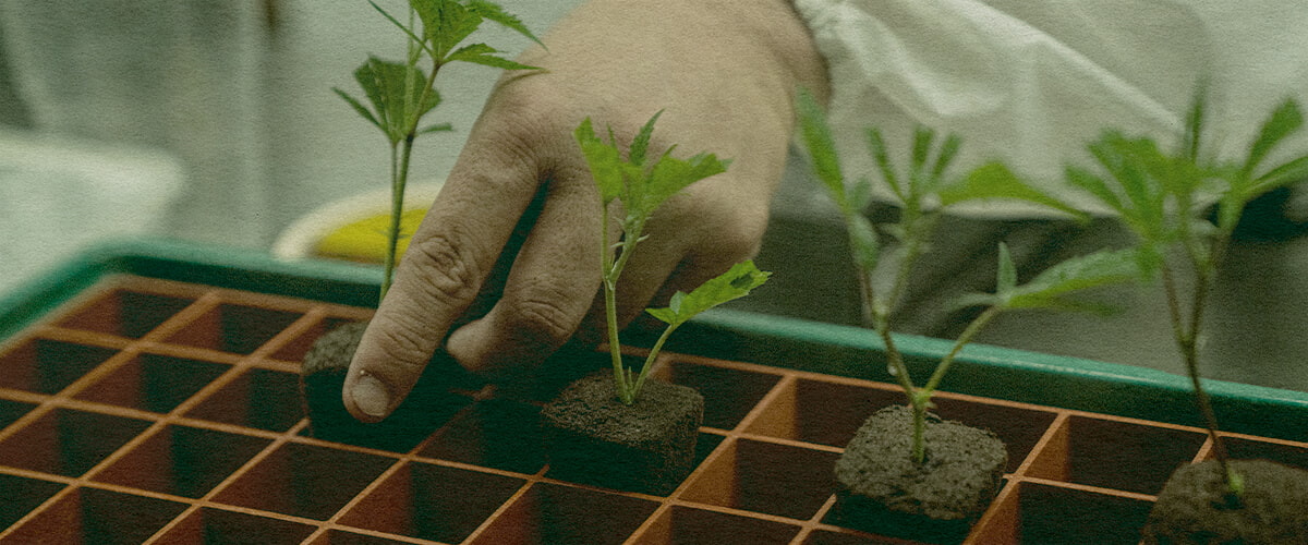 Tijd besparend Cannabis Klonen: Grondbak Afbeelding Hand die cannabis-klonen plant in een tray met grondblokken, toont de efficiëntie van klonen voor cannabisgroei op een groene tray, ideaal voor teelthandleidingen.