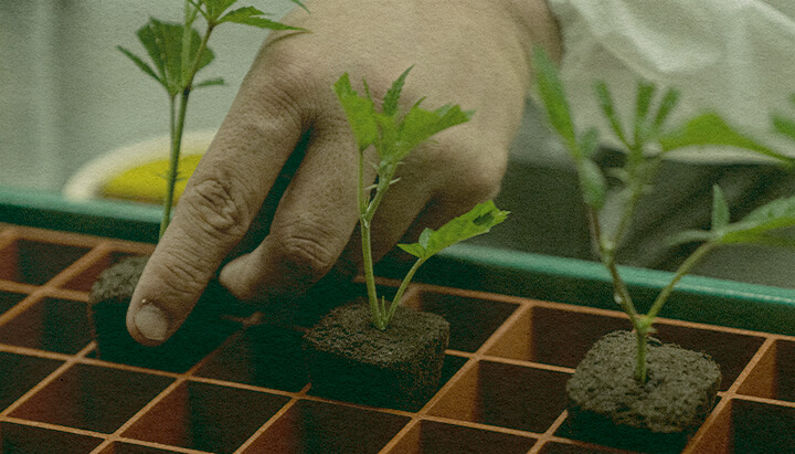 Tijd besparend Cannabis Klonen: Grondbak Afbeelding Hand die cannabis-klonen plant in een tray met grondblokken, toont de efficiëntie van klonen voor cannabisgroei op een groene tray, ideaal voor teelthandleidingen.