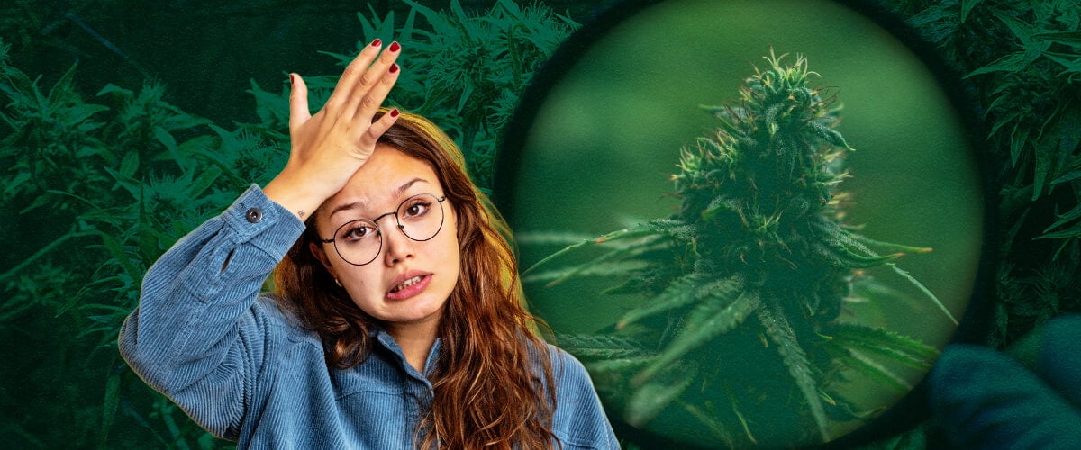 Kweektent Fouten & Oplossingen: Tips voor Beginners voor Succesvolle Cannabis Kweek Vermijd veelgemaakte beginnersfouten met kweektenten: Leer hoe je overbewatering, slechte ventilatie, zwakke verlichting, pH-problemen, ongedierte en hittestress kunt voorkomen voor een succesvolle indoor cannabis kweek.
