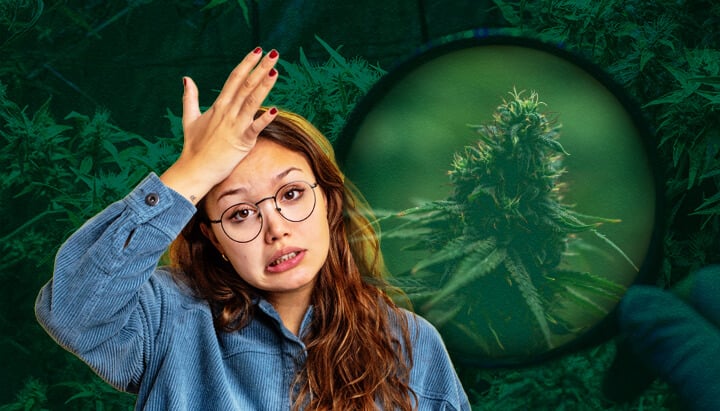 Kweektent Fouten & Oplossingen: Tips voor Beginners voor Succesvolle Cannabis Kweek Vermijd veelgemaakte beginnersfouten met kweektenten: Leer hoe je overbewatering, slechte ventilatie, zwakke verlichting, pH-problemen, ongedierte en hittestress kunt voorkomen voor een succesvolle indoor cannabis kweek.