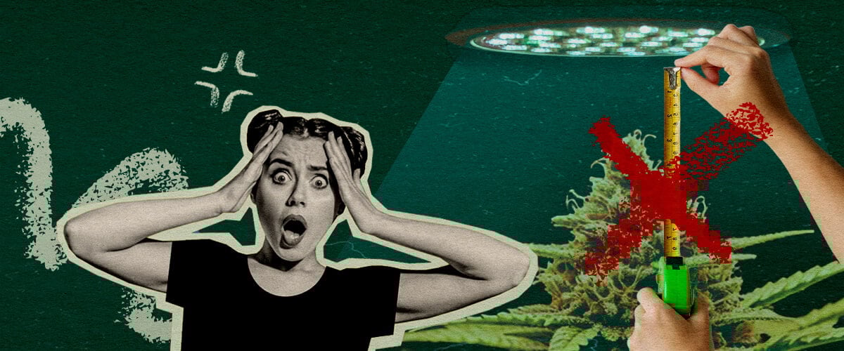Veelgemaakte Fouten bij Lichtafstand: Lichtopstelling Afbeelding Cannabisplant met groeilicht en meetlint, toont veelgemaakte fouten bij het instellen van lichtafstand op een donkergroene achtergrond, ideaal voor cannabis kweektips.
