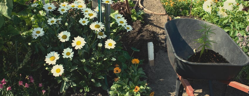 De Beste Gezelschapsplanten voor Je Wiettuin