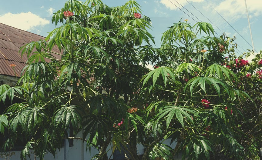 Koraalplant (Jatropha multifida)