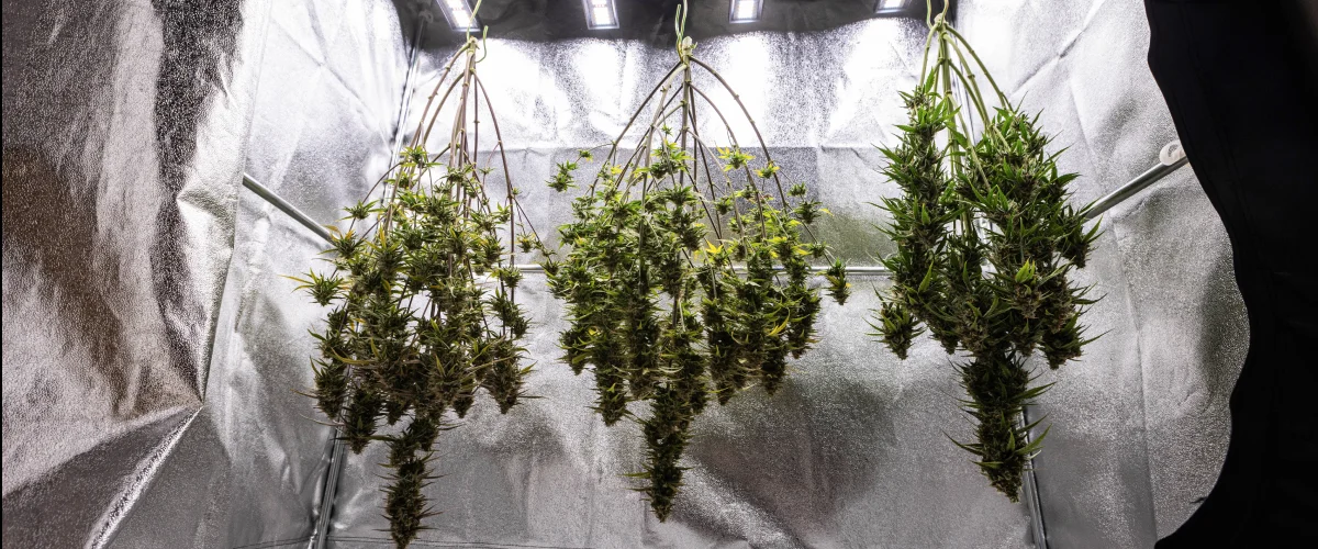 Cosmos F1 cannabisplanten die na de oogst in hun geheel drogen in de kweekbox, met rijpe harsrijke takken die in het donker hangen vóór het trimmen, curen en de uiteindelijke opbrengstresultaten.