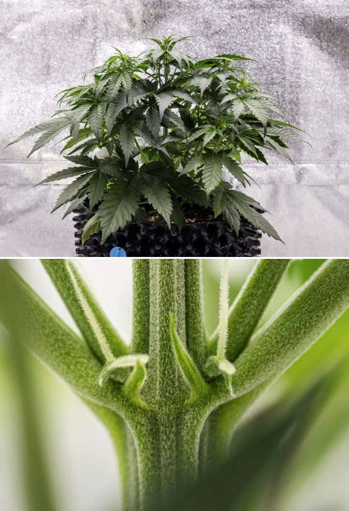 Cosmos F1 cannabisplant tijdens week 3, met sativa-invloeden in de vertakking, dicht groen blad en de eerste witte stampers wanneer de bloei begint tussen spruitdag 19 en 26.