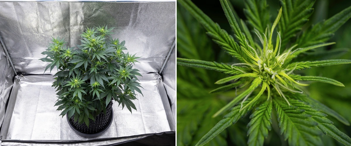 Cosmos F1 cannabisplant tijdens week 1 van de bloei, met sterke verticale groei, een kerstboomstructuur, gezonde donkergroene bladeren en ontwikkelende bloemtrossen tussen spruitdag 26 en 33.