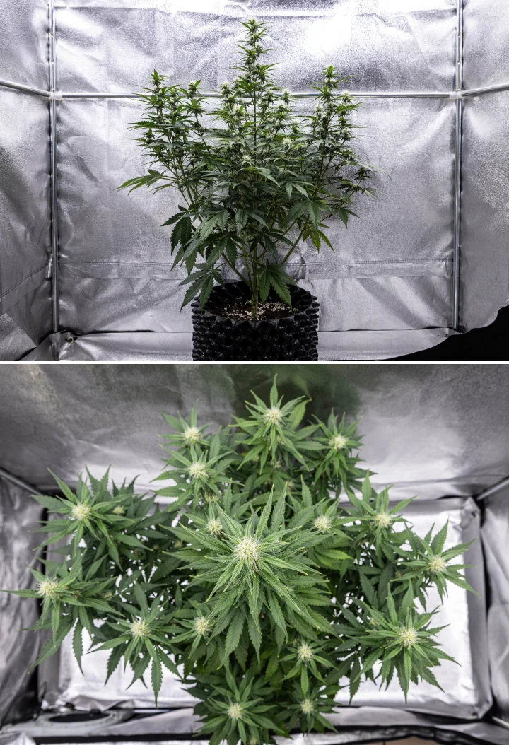 Cosmos F1 cannabisplant tijdens week 3 van de bloei, met een dominante centrale cola, goed gespreide zijtakken, gezond donkergroen blad en ontwikkelende bloemlocaties tussen spruitdag 40 en 47.