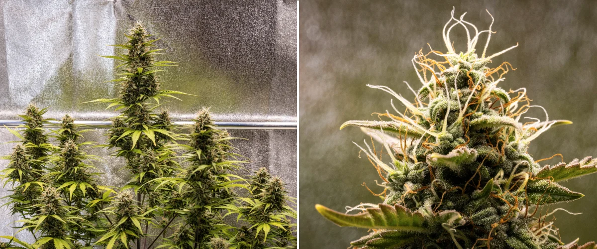Cosmos F1 cannabisplant tijdens week 5 van de bloei, met compacte toppen vol trichomen, rijpende cola’s, amberkleurige stampers en vergelende bladeren terwijl de oogst nadert tussen spruitdag 54 en 61.