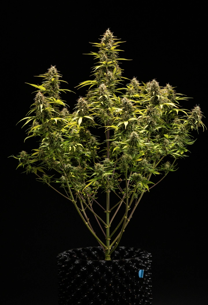 Cosmos F1 cannabisplant tijdens week 6 van bloei en oogst, met rijpe met trichomen bedekte cola’s, gezwollen kelken, vergelende bladeren en harsrijke toppen die klaar zijn voor de oogst op spruitdag 68.