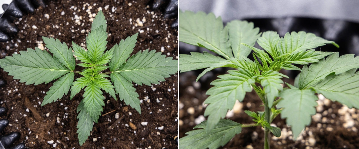 Cosmos F1 cannabisplant tijdens week 1 van de vegetatieve fase, met compacte rechtopgaande groei, gelijkmatige bladruimte en gezond vroeg blad tussen spruitdag 5 en 12.