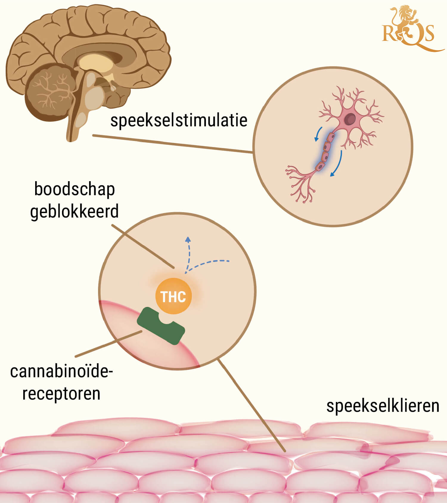 De Wetenschap Achter Cotton Mouth Door Het Roken Van Wiet