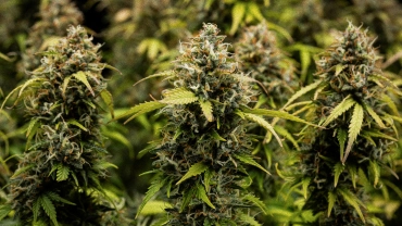 Granddaddy Purple Auto cannabistoppen in close-up, met dichte trichoomrijke cola’s, oranje stampers, rijpe groene bloemen en frosty hars vóór de oogst.