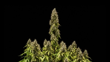 Pink Mist Auto kweekverslag: rijpe toppen bij de oogst Volgroeide Pink Mist Auto cannabisplant met een hoge hoofdtop, dichte met trichomen bedekte toppen en meerdere bloeiende takken tegen een zwarte achtergrond.