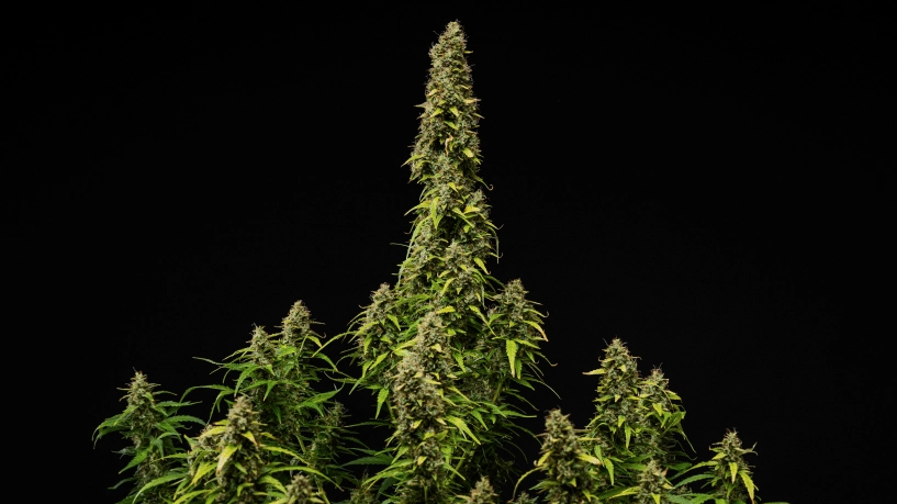 Rijpe Wedding Cake Auto cannabisplant tegen een zwarte achtergrond, met dichte harsrijke toppen, verkleurende bladeren en een hoge centrale cola tijdens de laatste bloeifase.