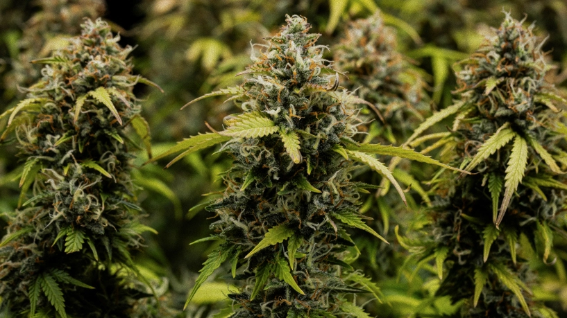 Granddaddy Purple Auto cannabistoppen in close-up, met dichte trichoomrijke cola’s, oranje stampers, rijpe groene bloemen en frosty hars vóór de oogst.
