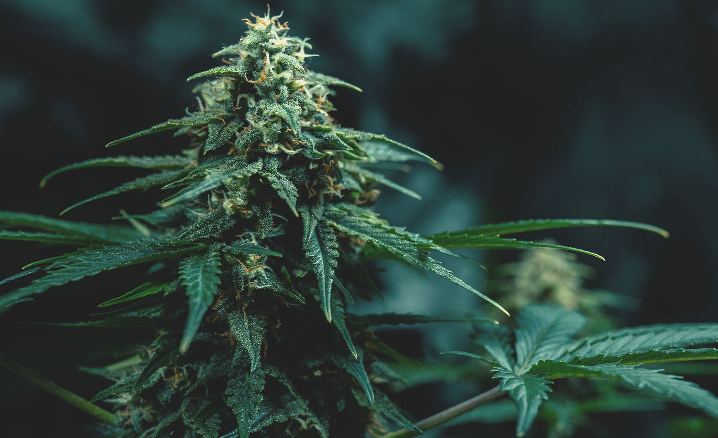 Thai cannabisgenen: geschiedenis en oorsprong Thai cannabisgenen: geschiedenis en oorsprong