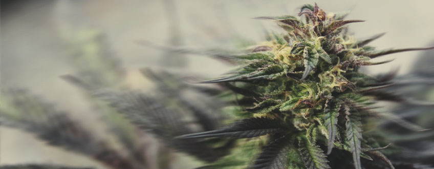 Fast Flowering Cannabis Strains