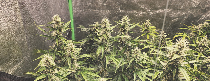 Wat Zijn Autoflowering Wietzaden? Wat Zijn Autoflowering Wietzaden?