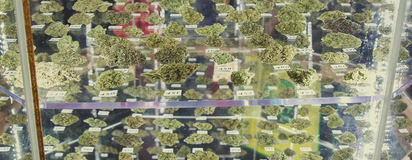 Cannabis cup winnaars