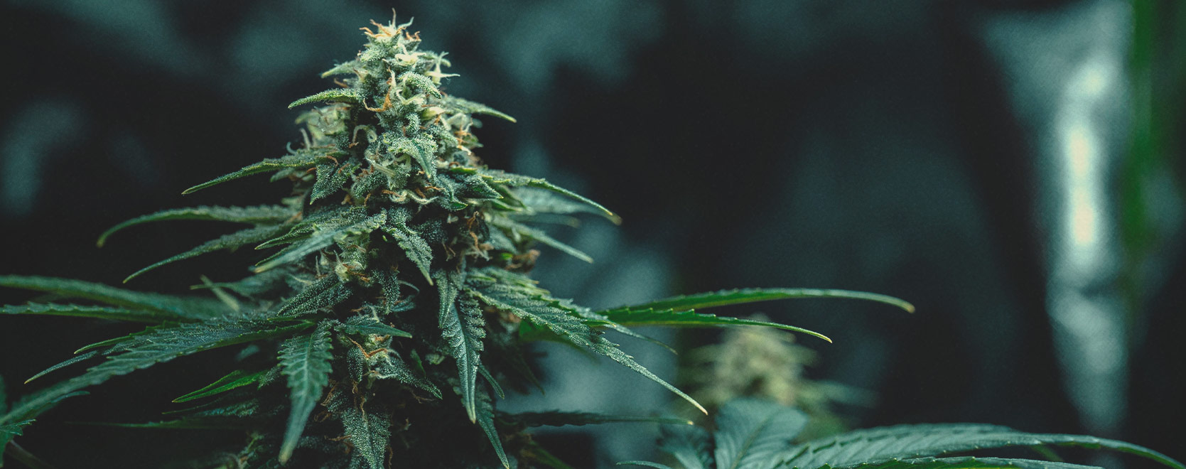 Thai cannabisgenen: geschiedenis en oorsprong Thai cannabisgenen: geschiedenis en oorsprong