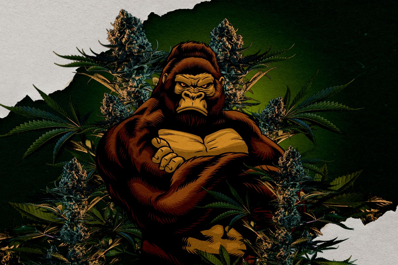 Illustratie van een gorilla omringd door cannabisbloemen, vertegenwoordigend RQS Gorilla stammen, vraag welke de sterkste is.