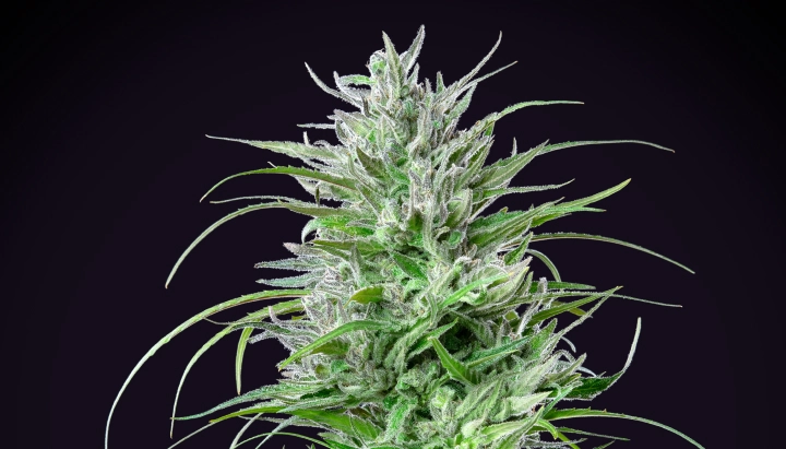 Critical Kush: compacte indica met sterke opbrengst Critical Kush cannabisplant met een dichte frostige cola, felgroene bladeren, witte stampers en compacte bloeiende groei tegen een donkere achtergrond.