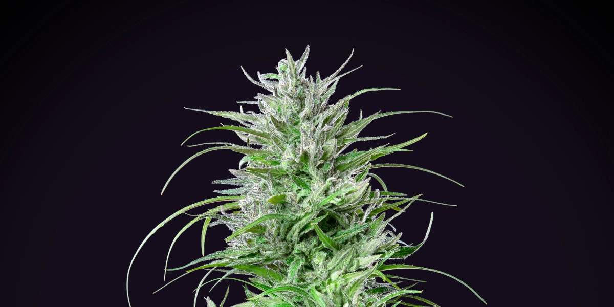 Critical Kush: compacte indica met sterke opbrengst Critical Kush cannabisplant met een dichte frostige cola, felgroene bladeren, witte stampers en compacte bloeiende groei tegen een donkere achtergrond.
