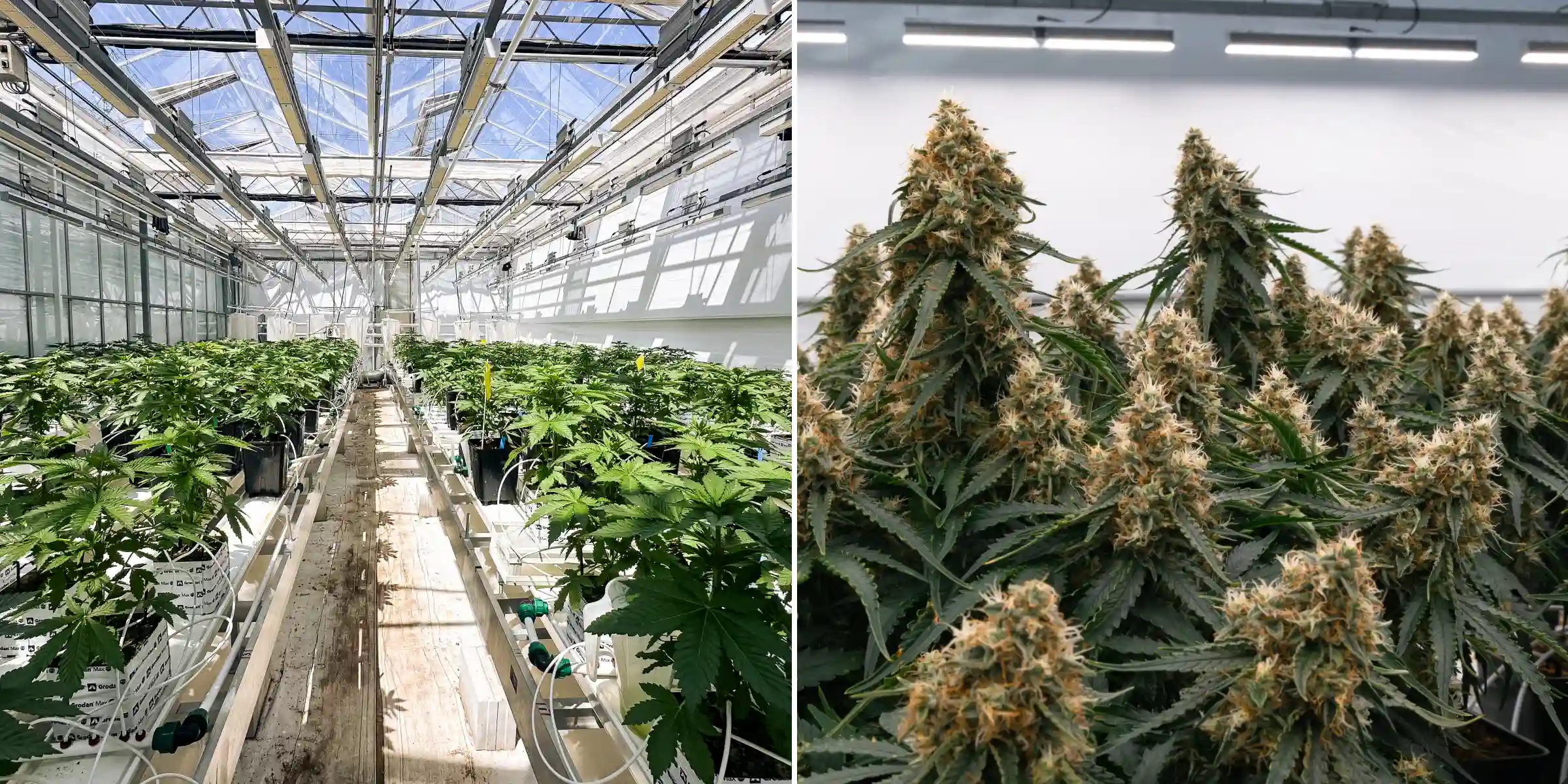 Rijen fotoperiode F1-hybride cannabisplanten die groeien in de Cultivation for Compounds-kas, met steenwolblokken, irrigatielijnen, proeftafels en een gecontroleerde breeding-onderzoeksomgeving.